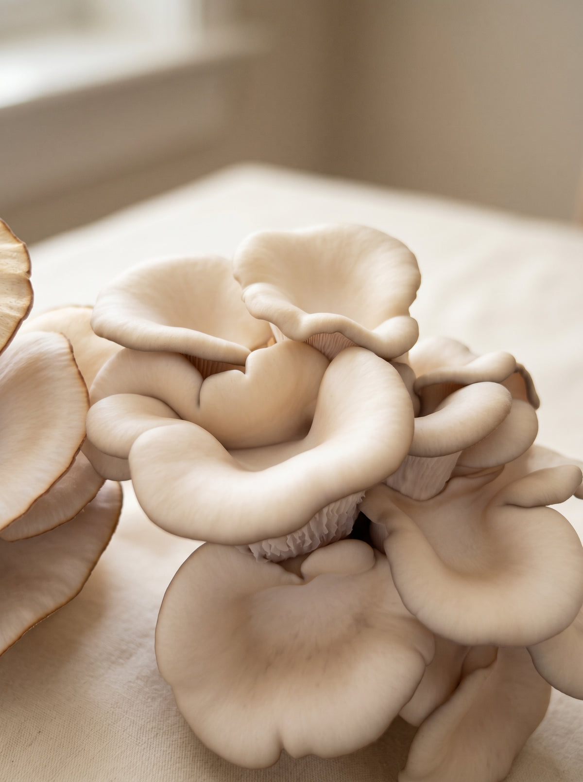 Fresh oyster mushroom cluster from Manitoba Metis Mush
